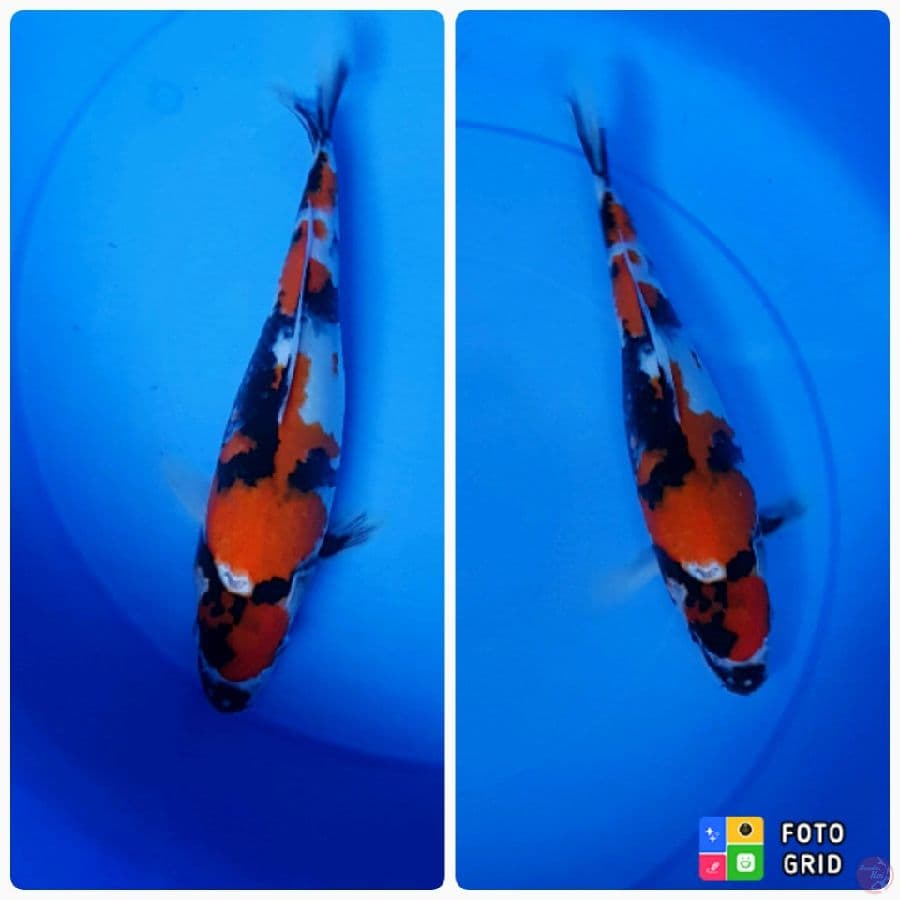 MARUTEN SHOWA HALUS BULKI 32 CM 