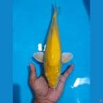 karasi male 37cm