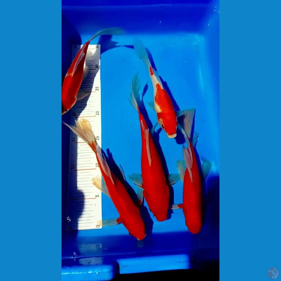 komet jumbo 25 28 cm male