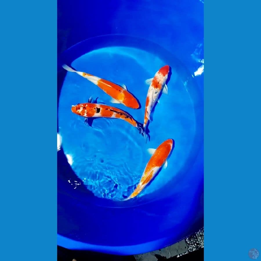 kohaku sangke 40 45 cm male