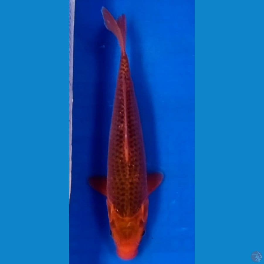aka matsuba 32 cm 