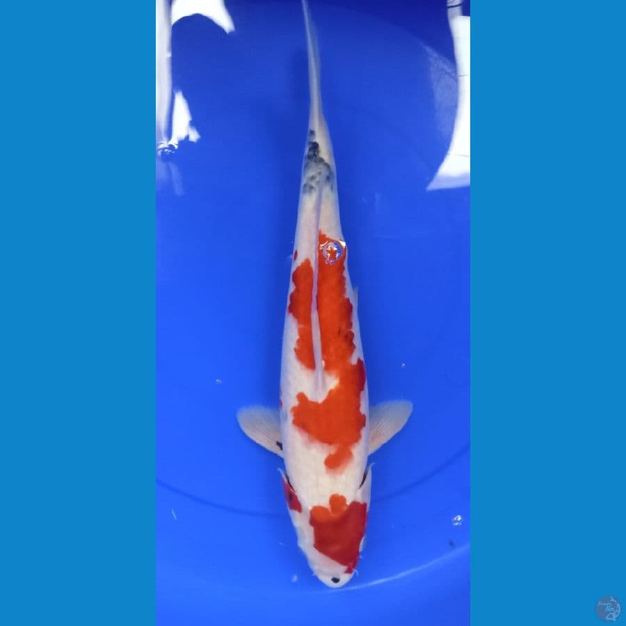 showa tategoi JUMBO 44 cm