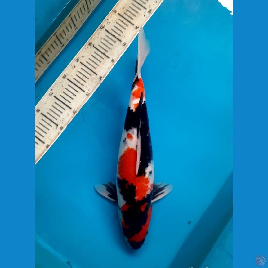 45cm Nice showa / Female