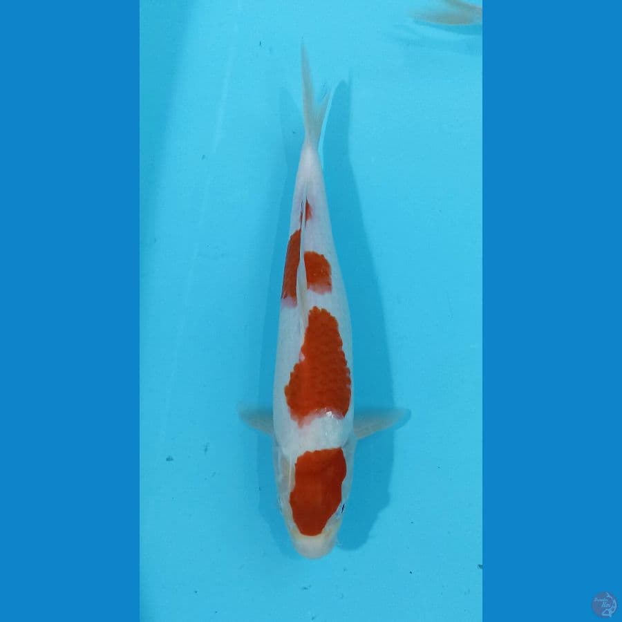 kohaku 28cm