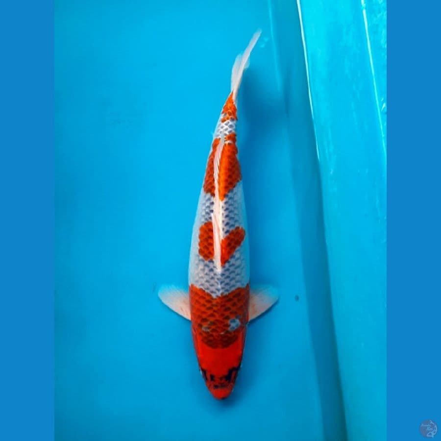 50cm Shining Goshiki / Female