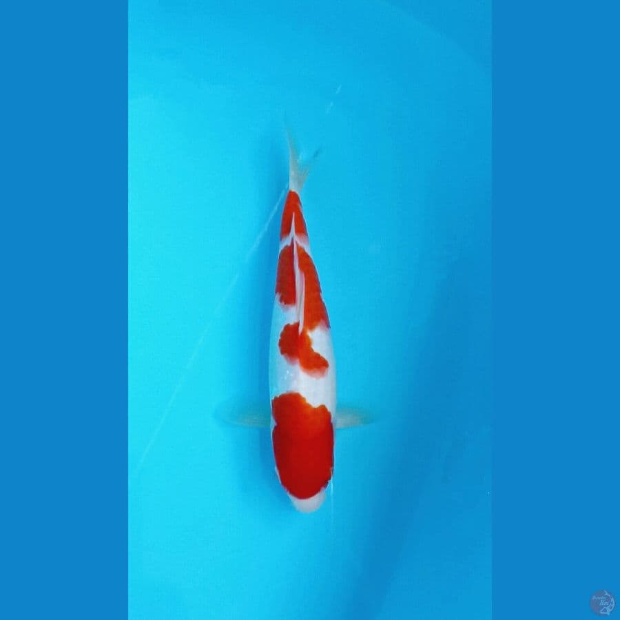 kohaku 27cm