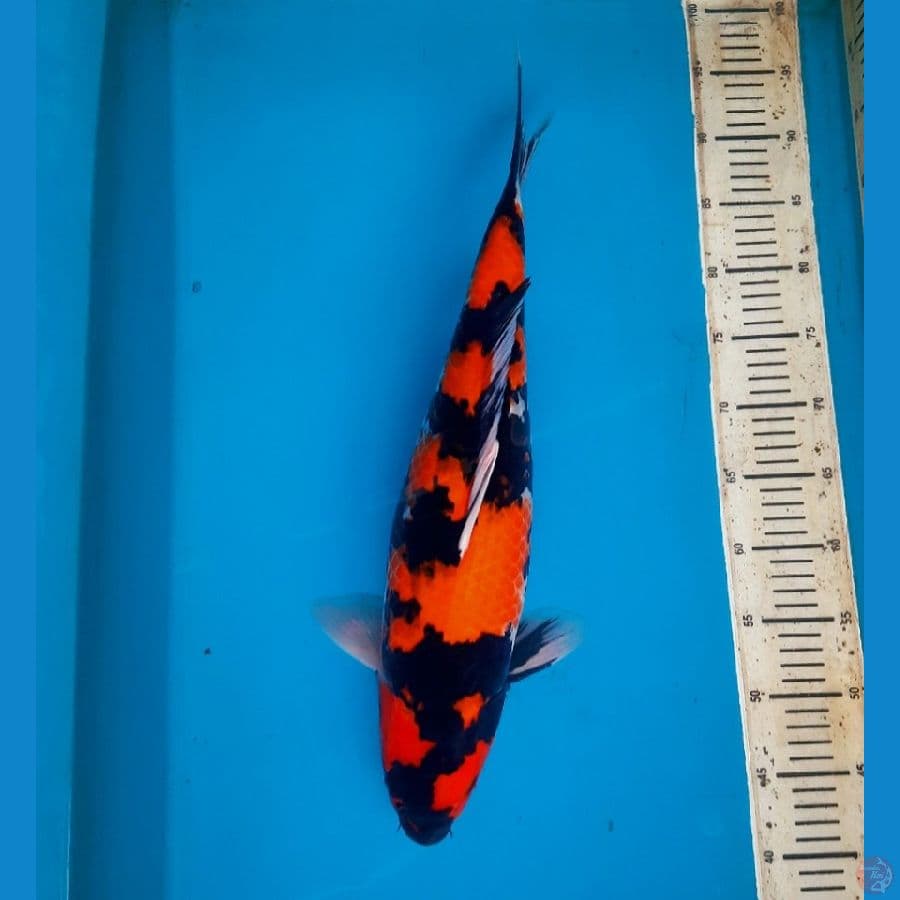 50cm Flash Hi showa / Female