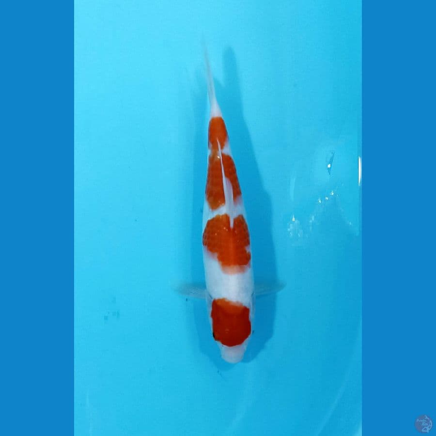 kohaku 25cm