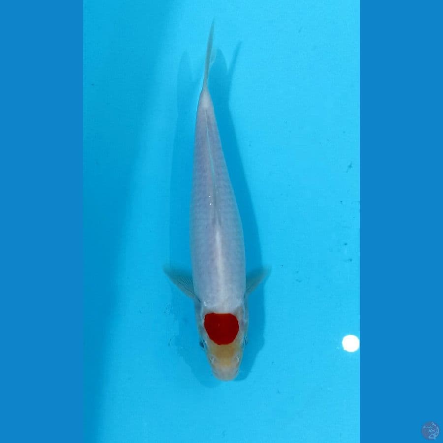 tancho ori 21cm