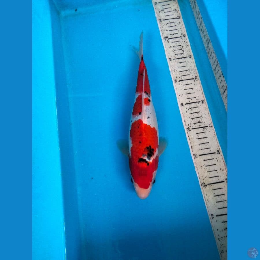 goshiki 31cm f