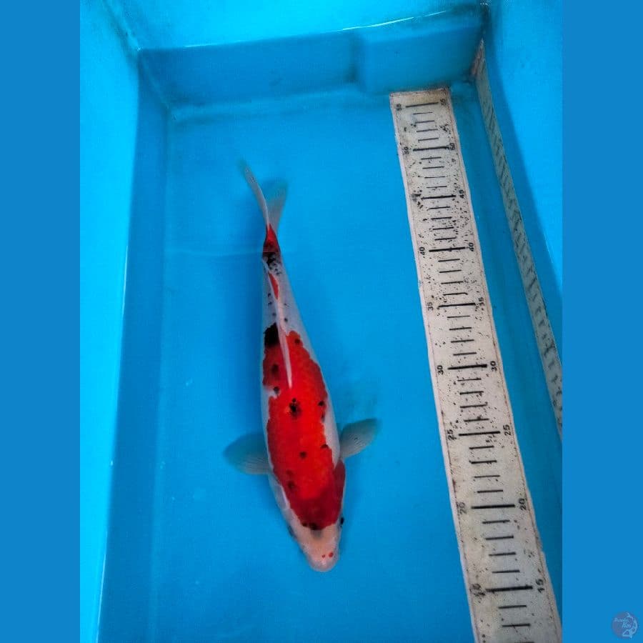 goshiki 30cm f