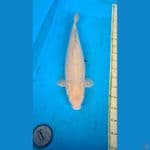 JUMBO betina soragoi 54cm