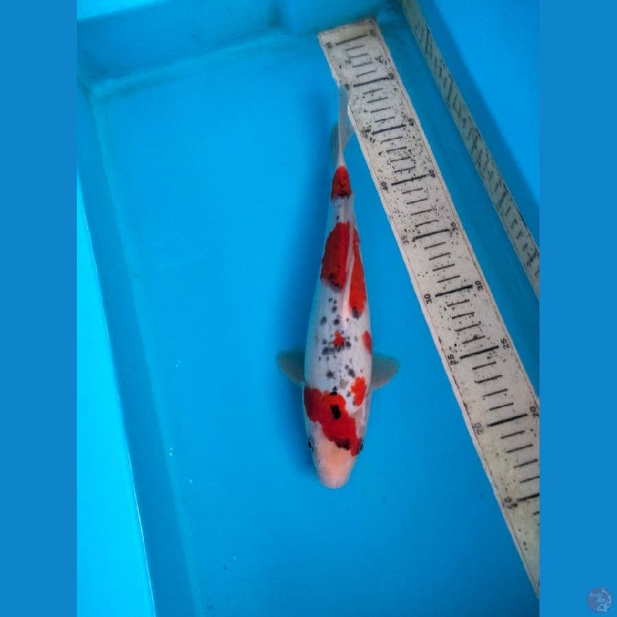 goshiki 29cm