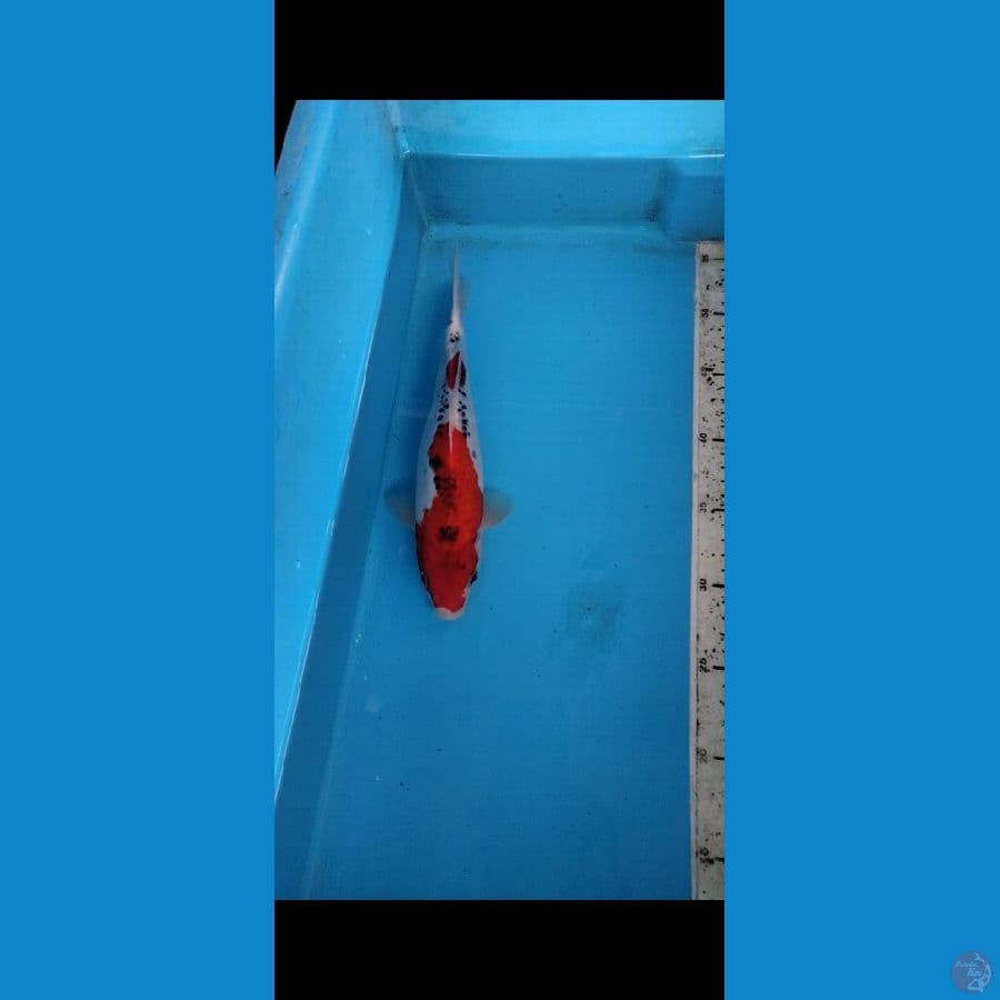 goshiki 25cm