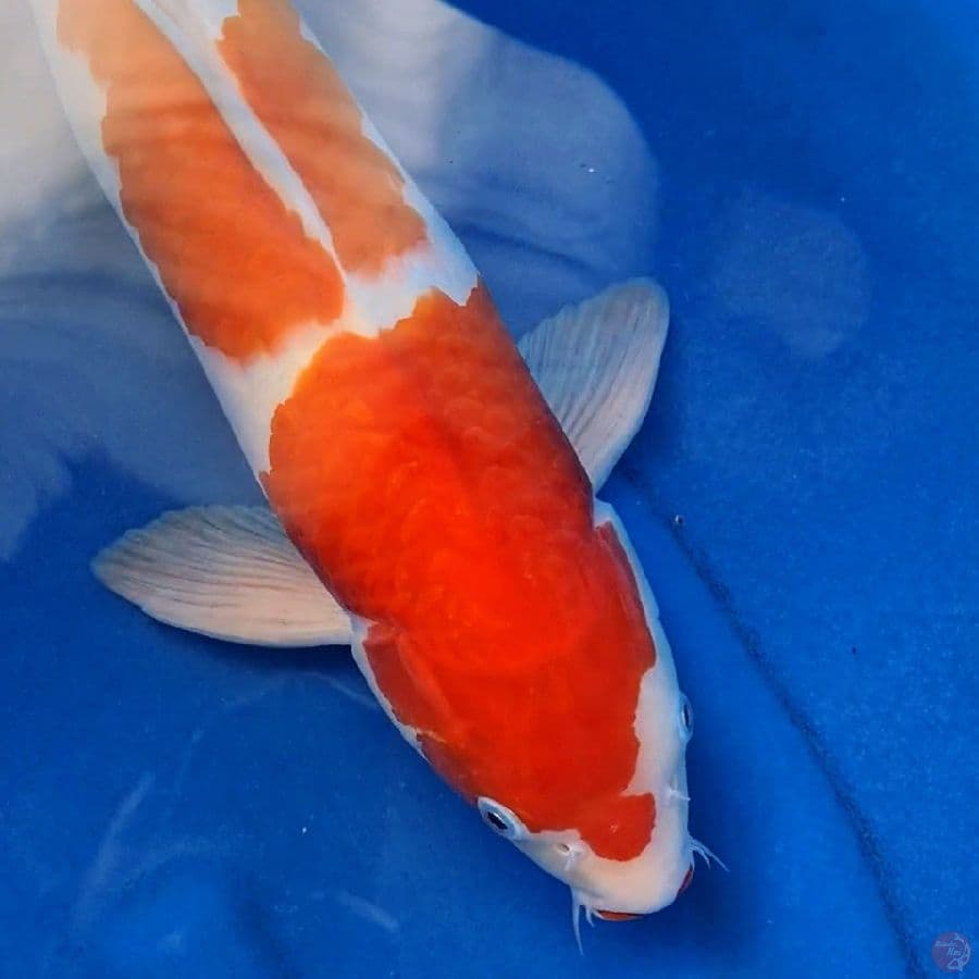 SQ Sandan Kohaku Male 47cm ORIGINAL
