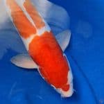 SQ Sandan Kohaku Male 47cm ORIGINAL