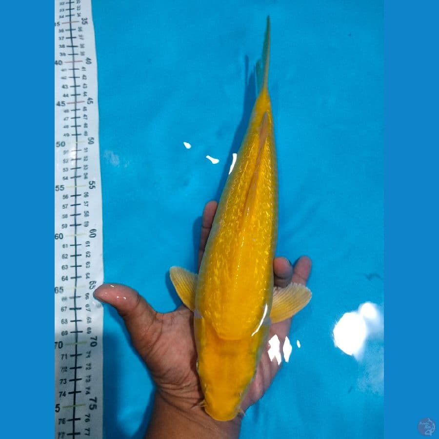 karashi ginrin 34cm