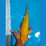 karashi ginrin 34cm 