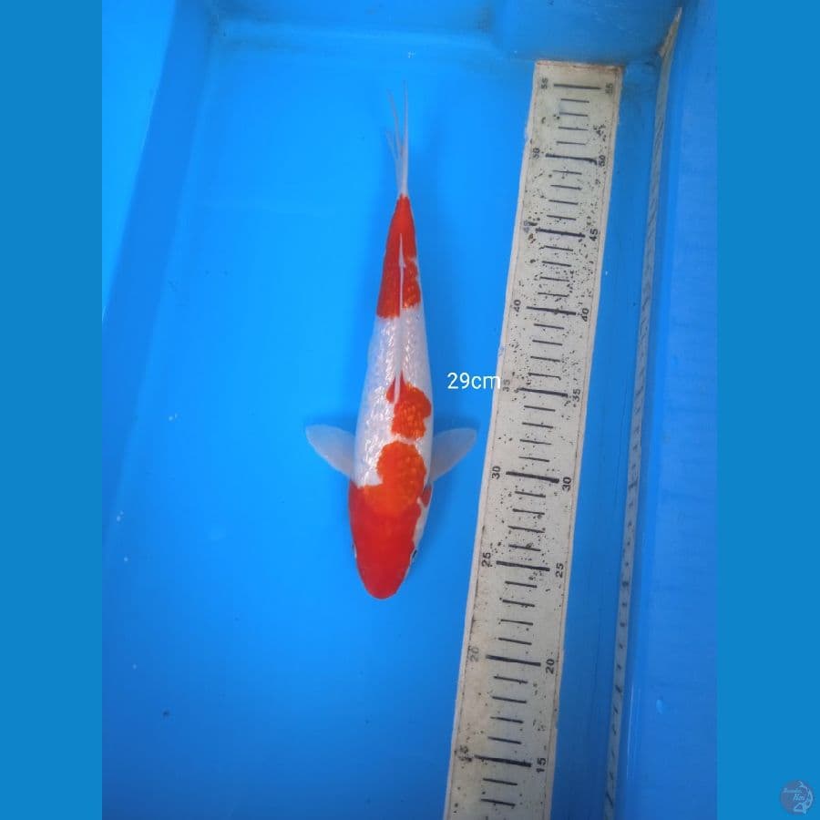 kohaku ginrin 29cm