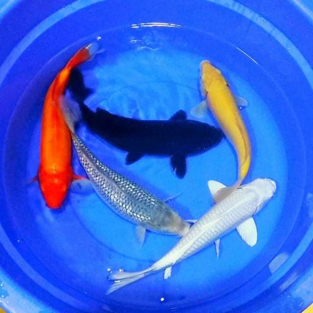 Rainbow koleksi cantik cantik