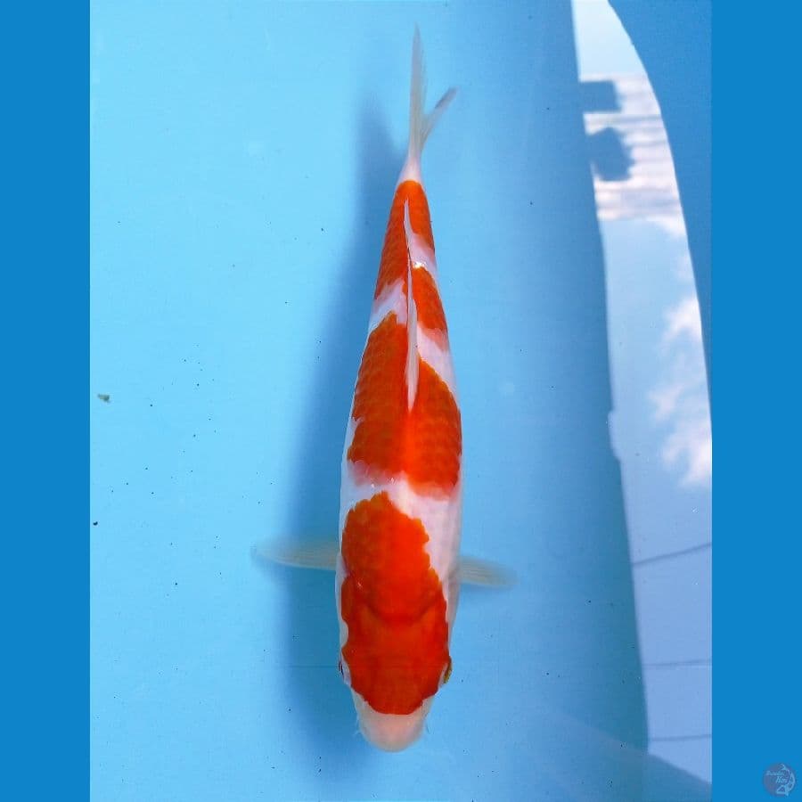 kohaku 25 cm