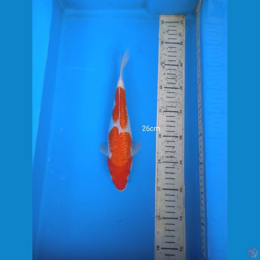 kohaku ginrin 26cm