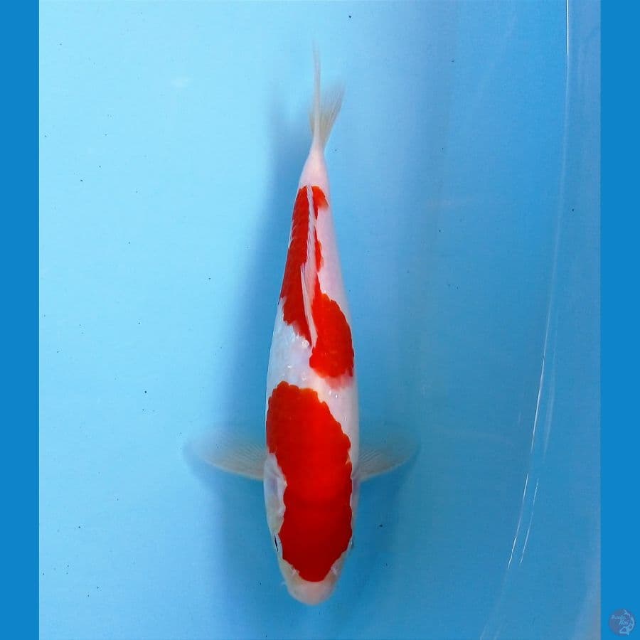 kohaku 25cm