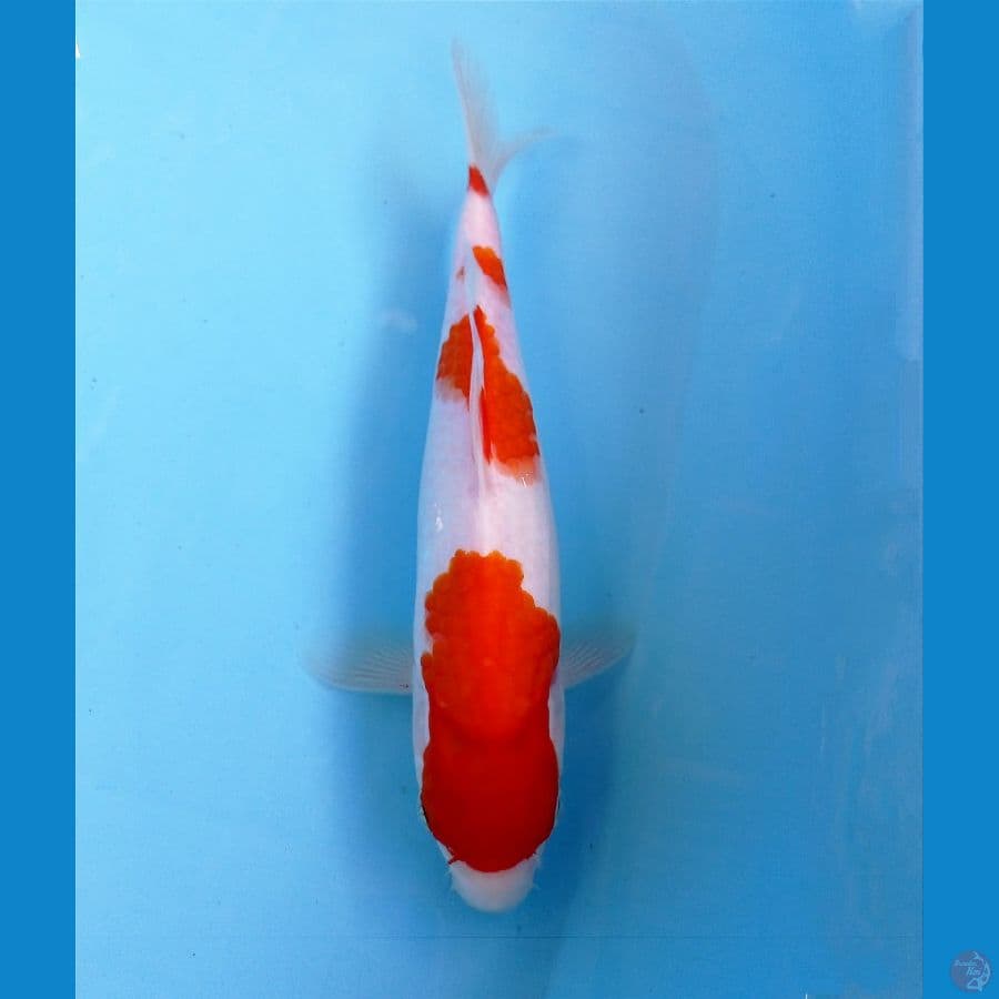 kohaku 25cm