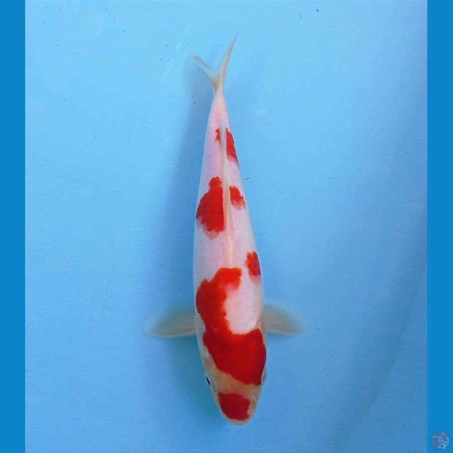 kohaku 23 cm