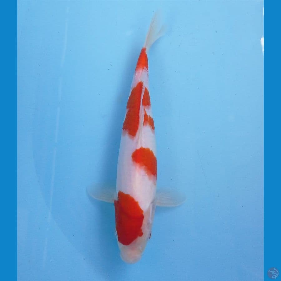 kohaku 25 cm