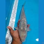 soragoi ginrin 34cm