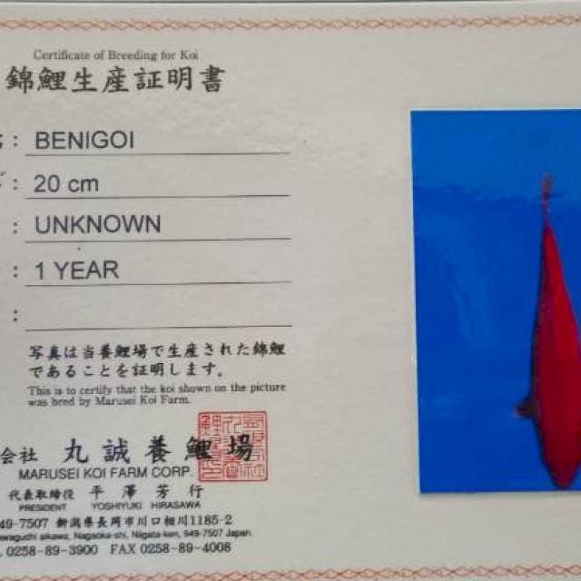 Benigoi import