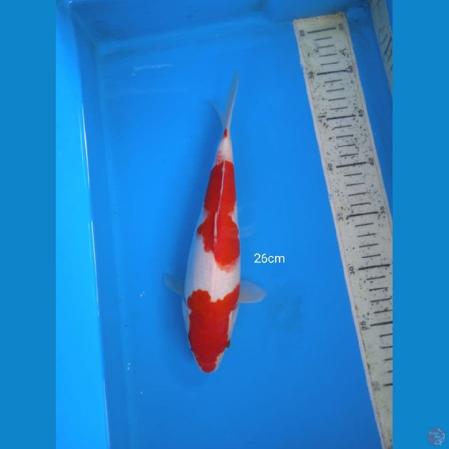kohaku 26cm