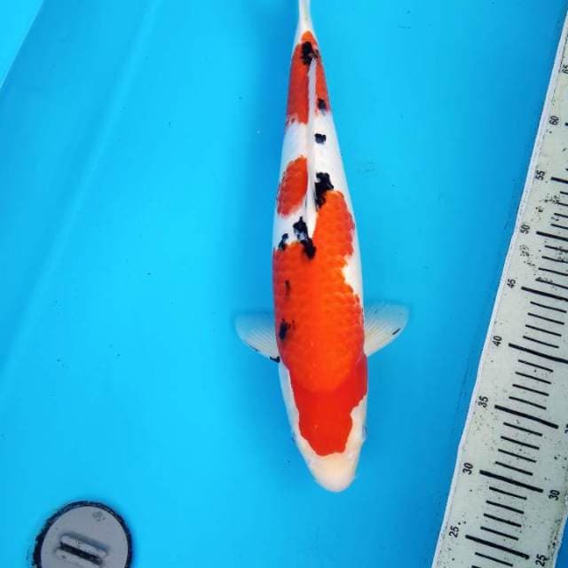 F1 SANKE CALON JUMBO 47 CM