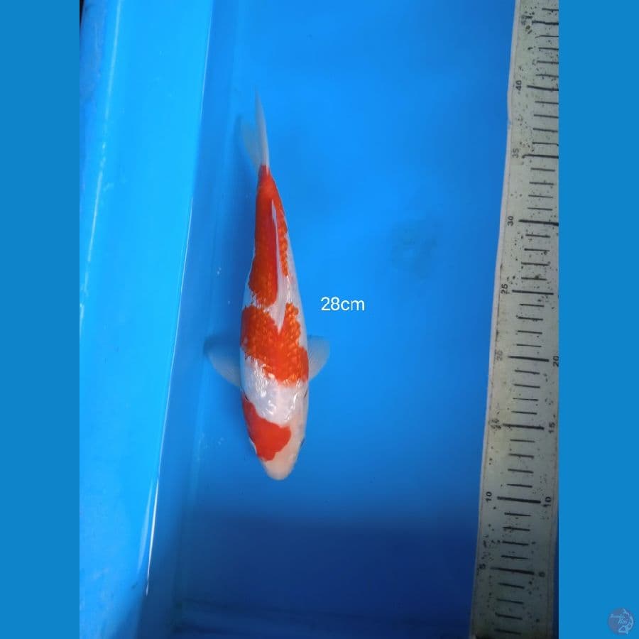 kohaku ginrin 28cm