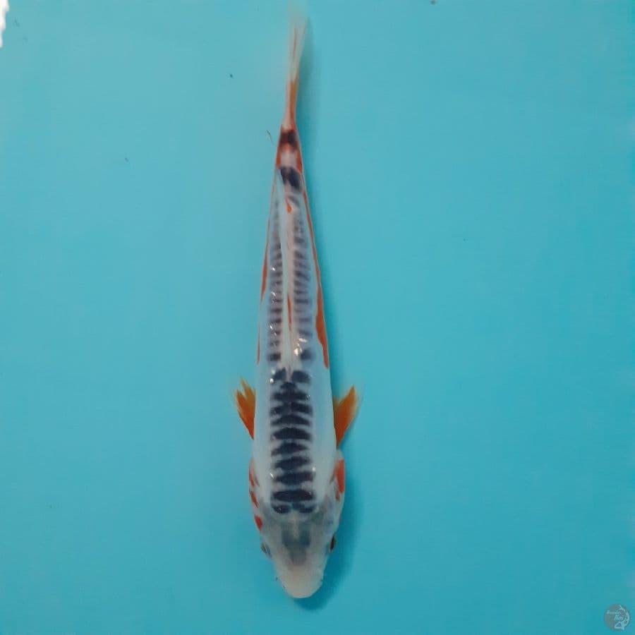 *SHUSUI// 19 CM*
