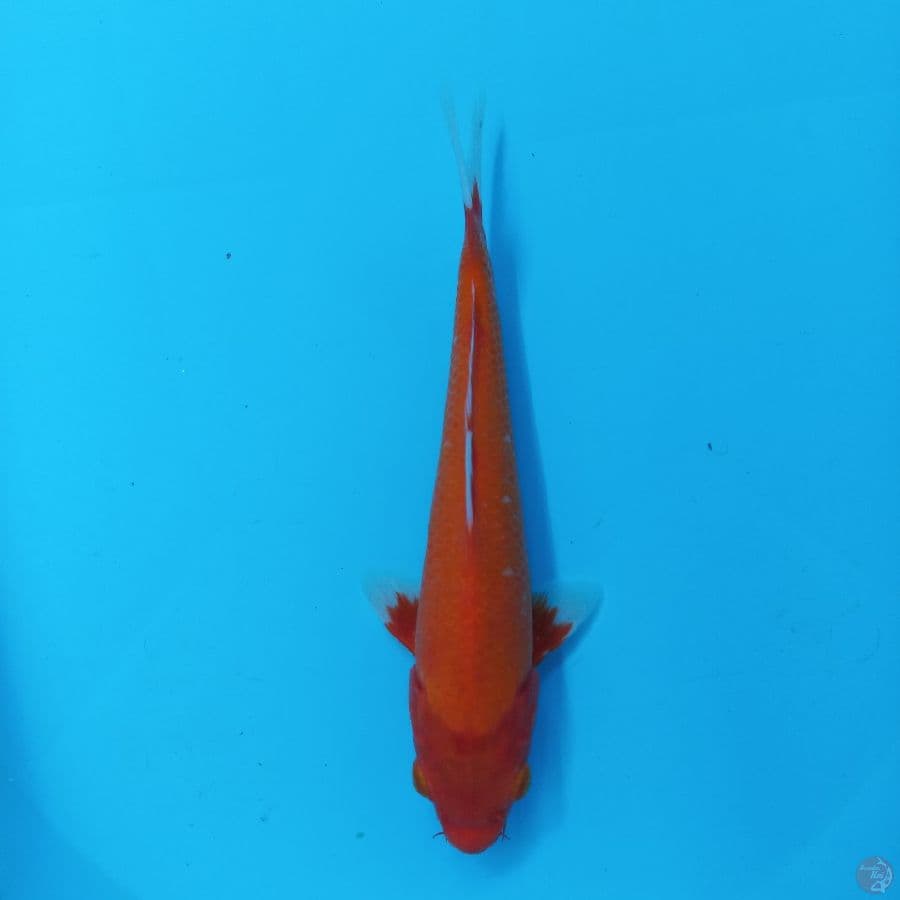 *AKAHAJIRO//23 CM*