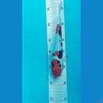 Showa Doitshu 25cm