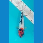 Showa Doitsu 23cm