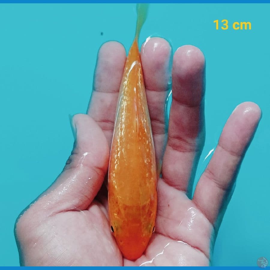 karamel ginrin 13 cm