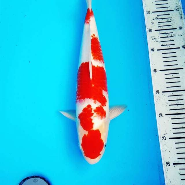 Jumbo tosai  kohaku male F1