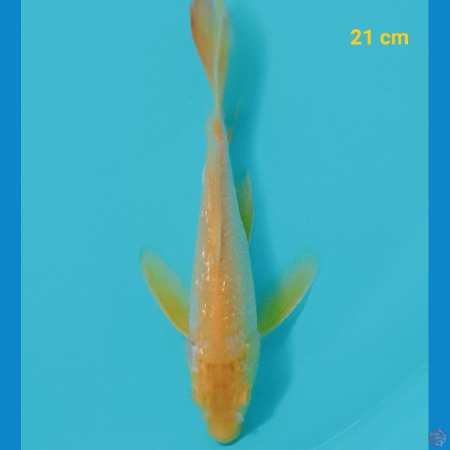 Mata merah 21 cm