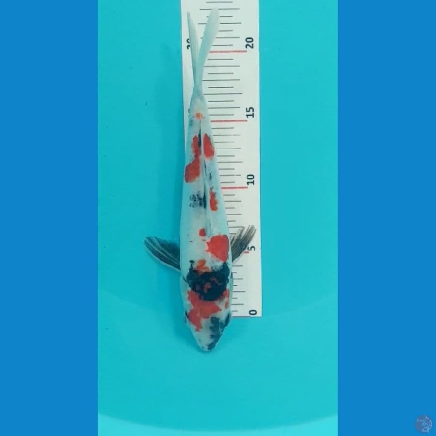 Showa Doitsu 23cm