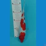 Kohaku Doitsu  25cm