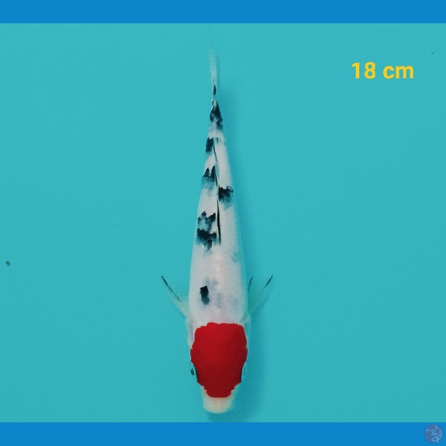 Tancho sanke 18 cm