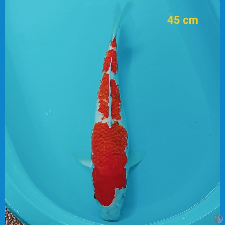 Showa Tateghoi 45 cm