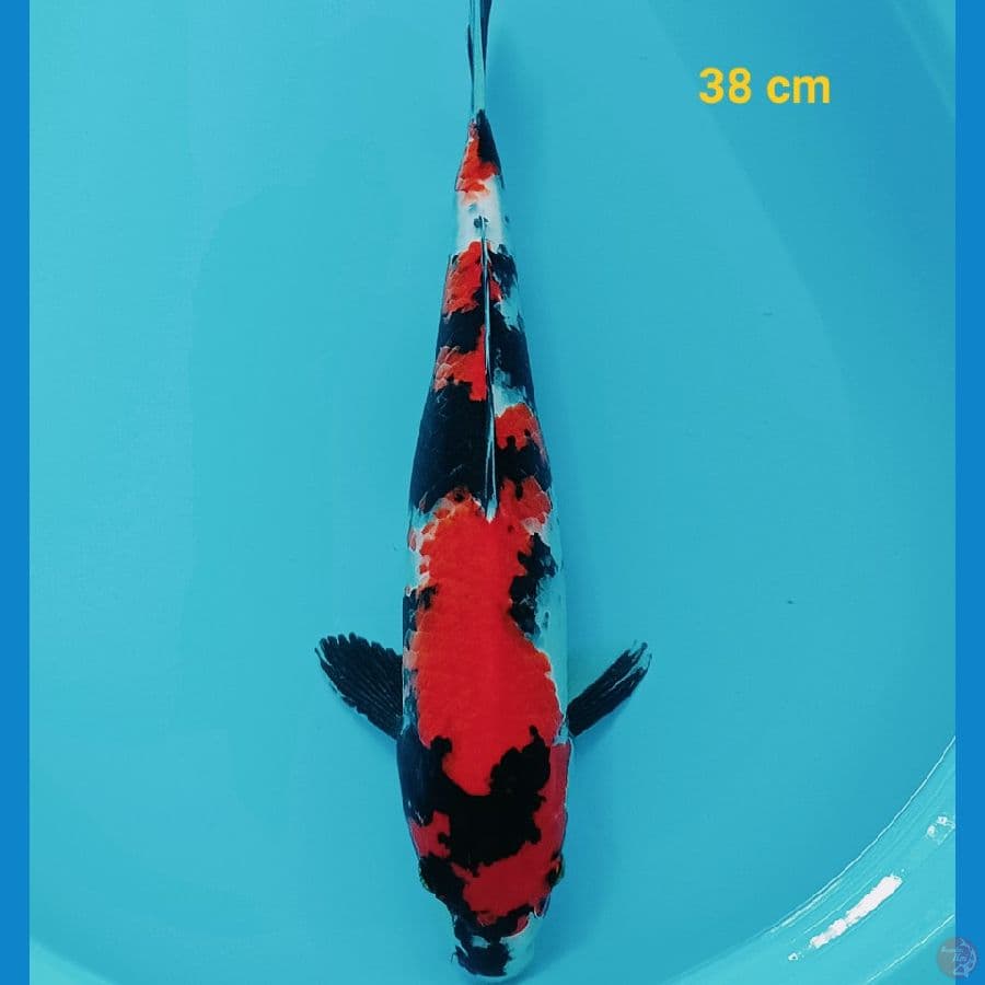 SHowa 38 cm