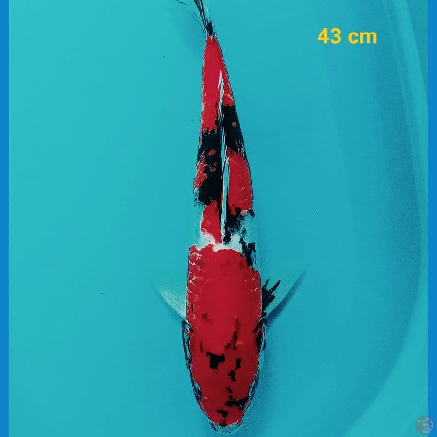 Showa 43 cm