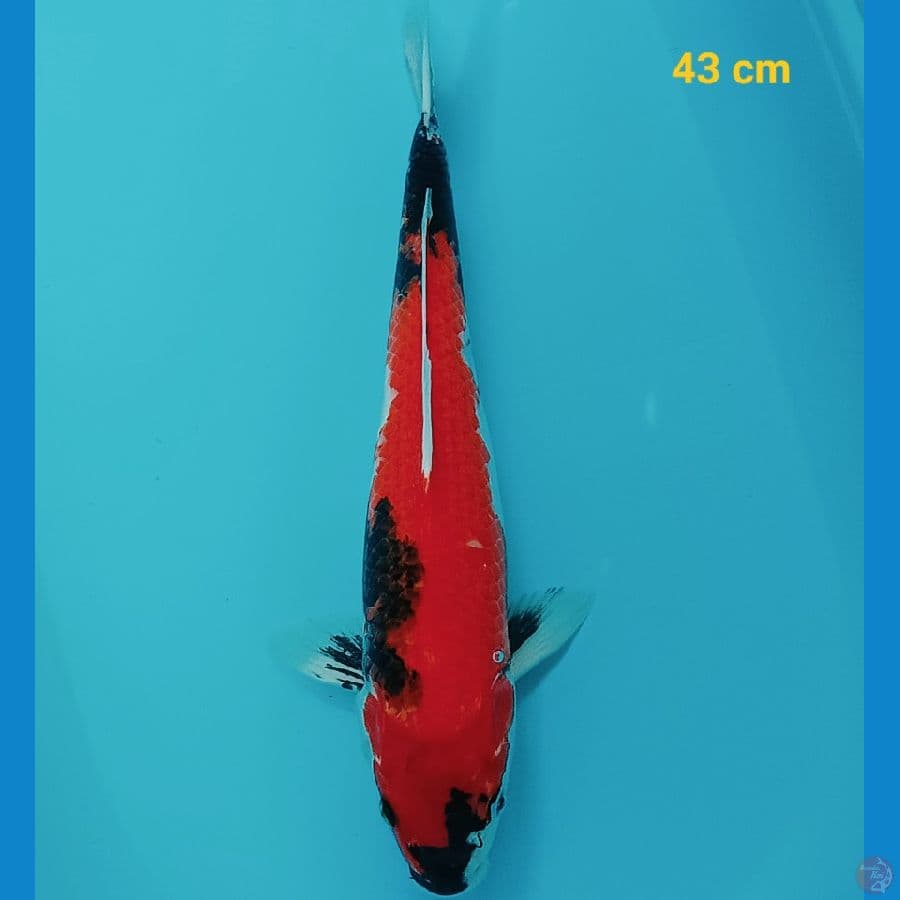 Showa 43 cm