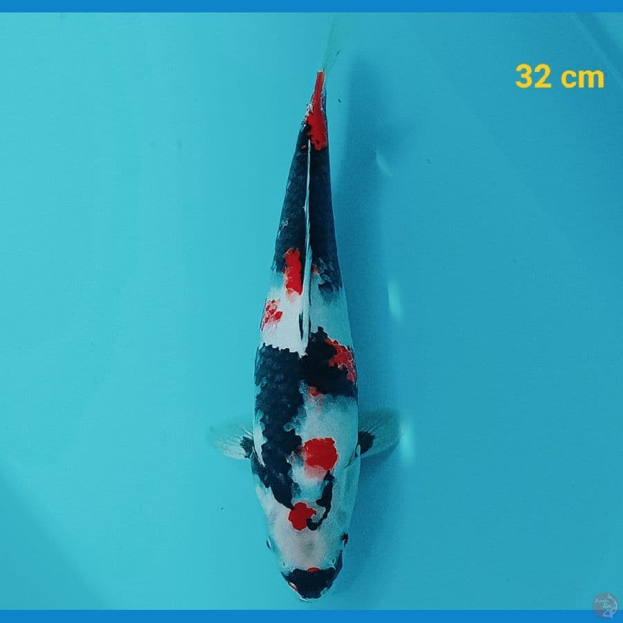 Kindai 32 cm